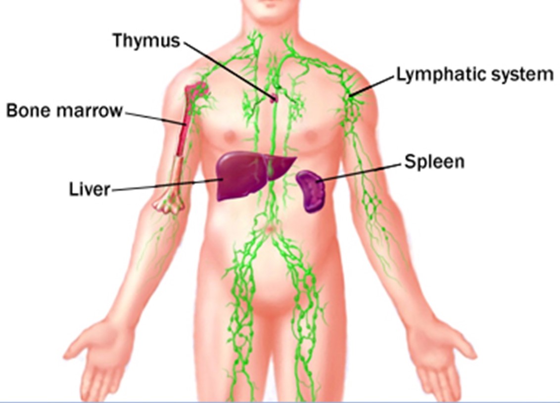 thymus gland anatomy